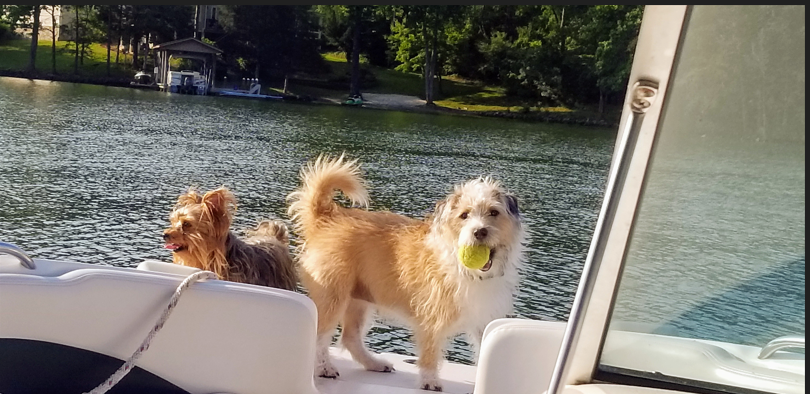 Photo of two dogs playing on a boat at Smith Mountain Lake